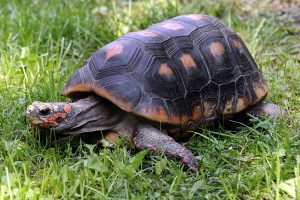 redfoot tortoise