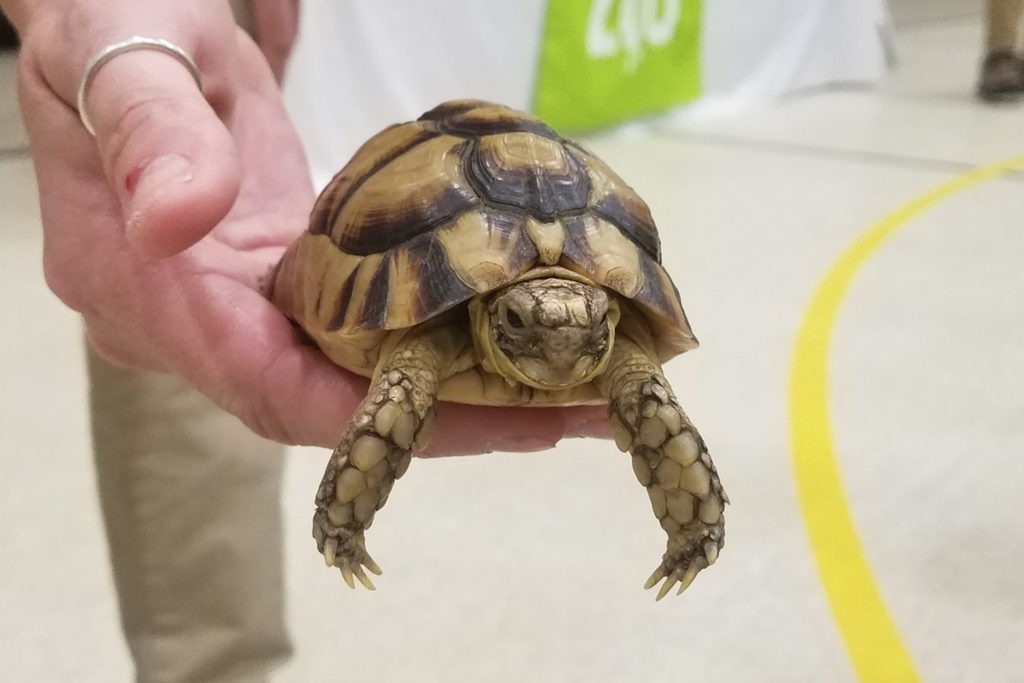 Egyptian Tortoise