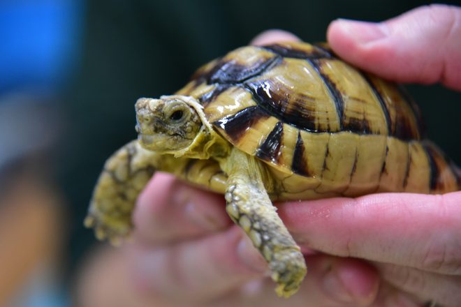 egyptian tortoise