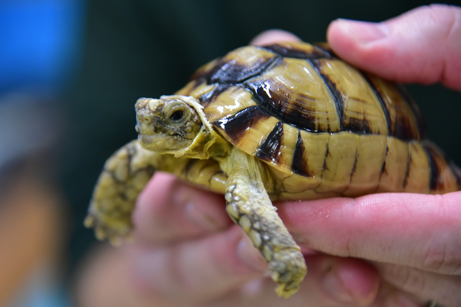 Egyptian Tortoise | The Maryland Zoo