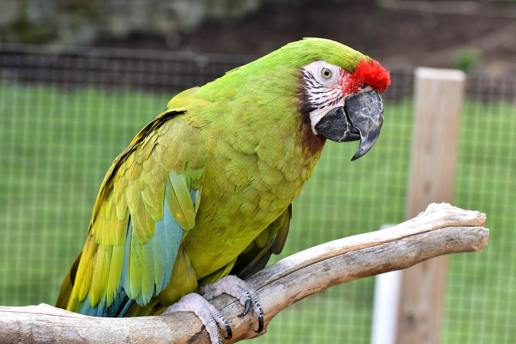 tyson the macaw