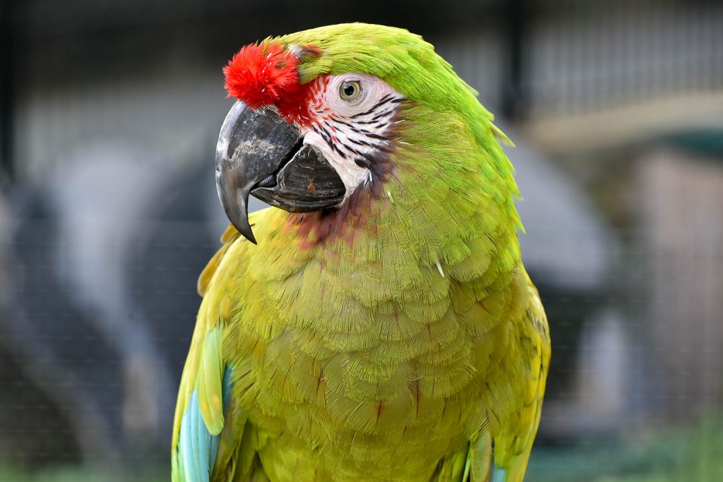 tyson the macaw