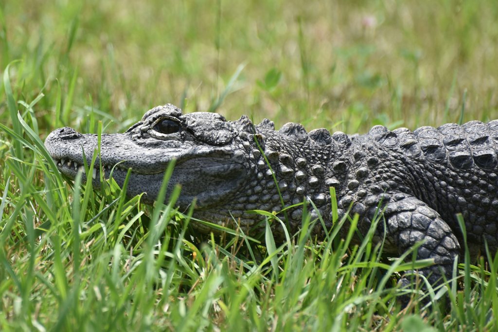 alligator in grass
