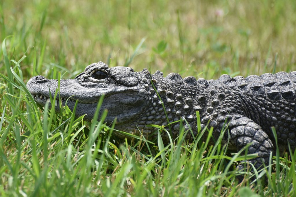 Chinese Alligator