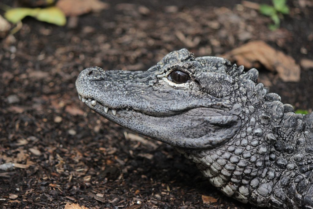 Chinese Alligator