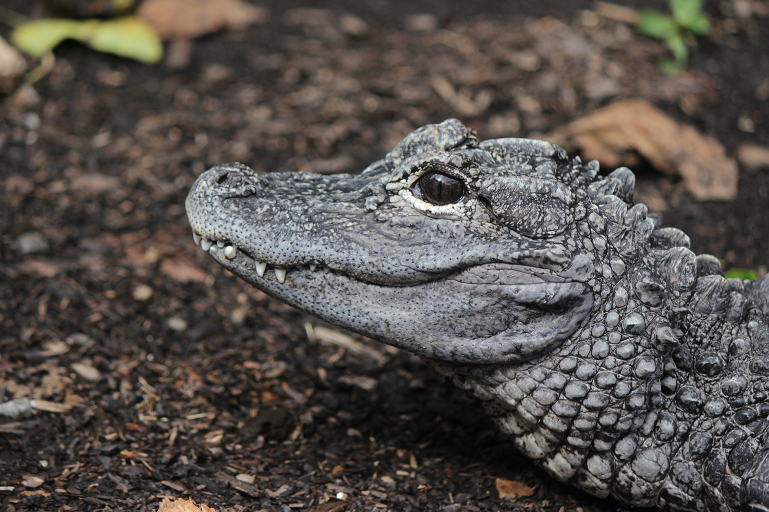 Chinese Alligator | The Maryland Zoo