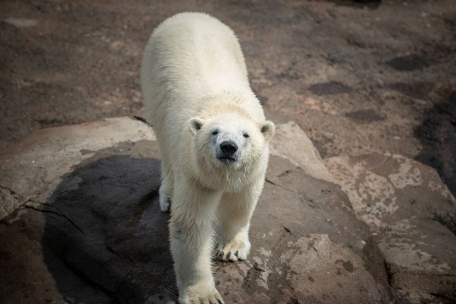 polar bear