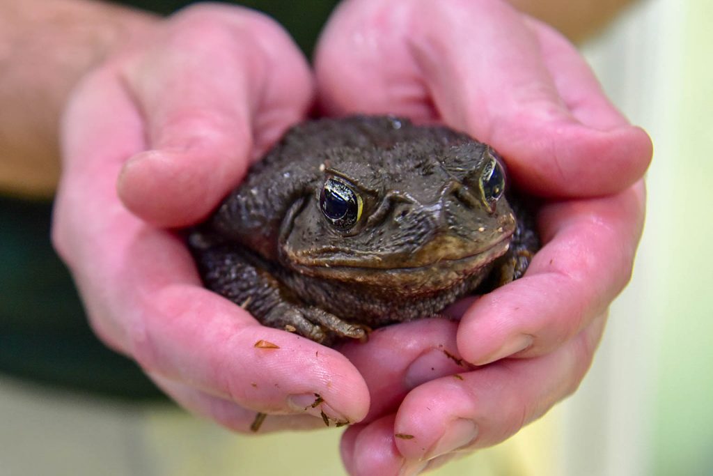 toad being held