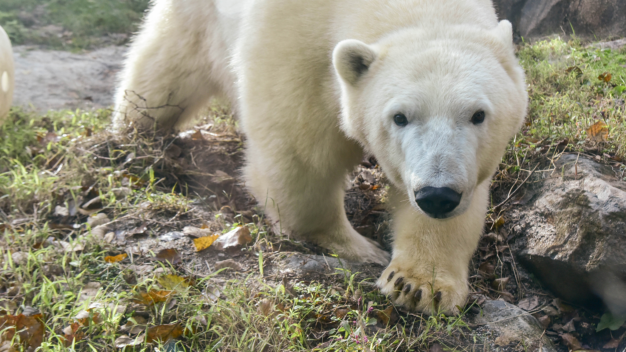 polar bear