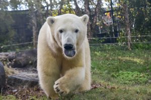 polar bear with tongue out