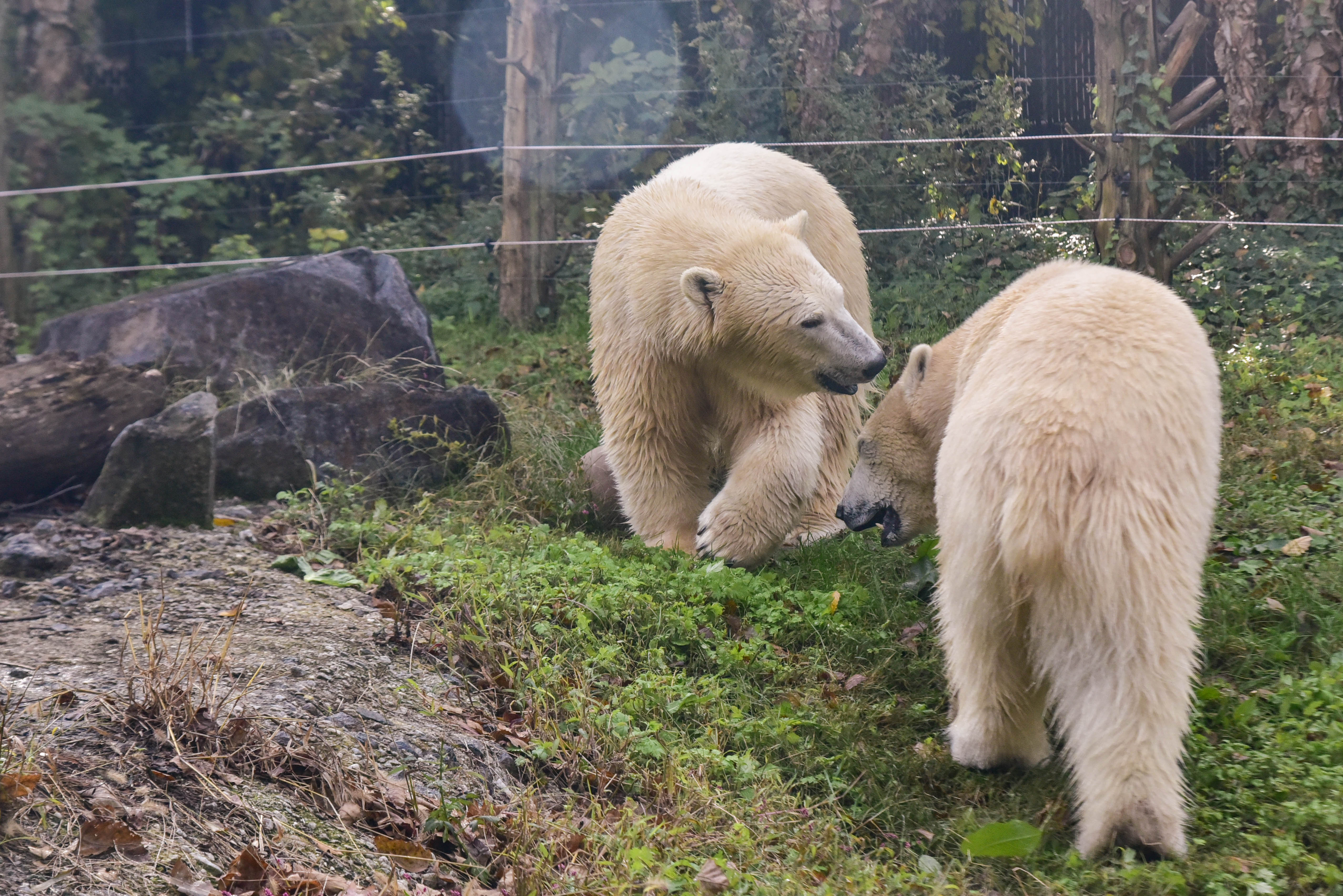 flip a zoo polar bear