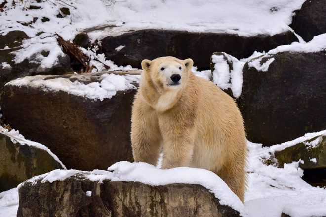 polar bear in snow