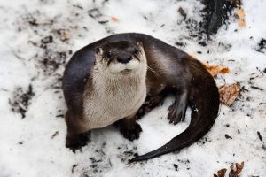 otter in the snow