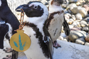 penguin holding ornament in beak