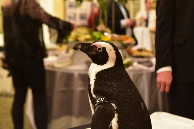 penguin on display