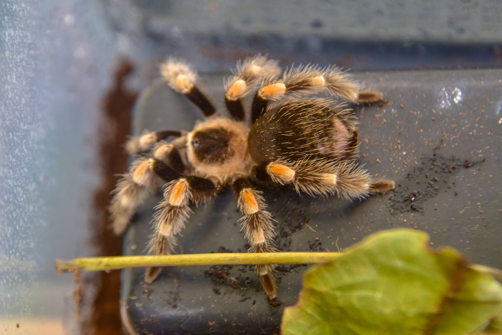 Mexican Redknee Tarantula The Maryland Zoo