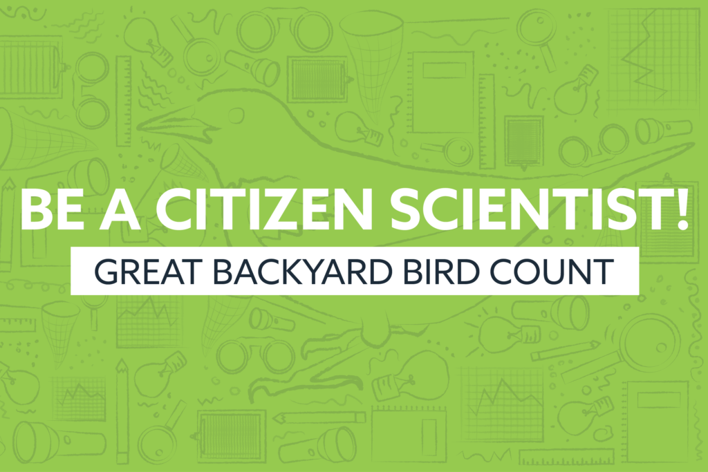 be a citizen scientist great backyard bird count