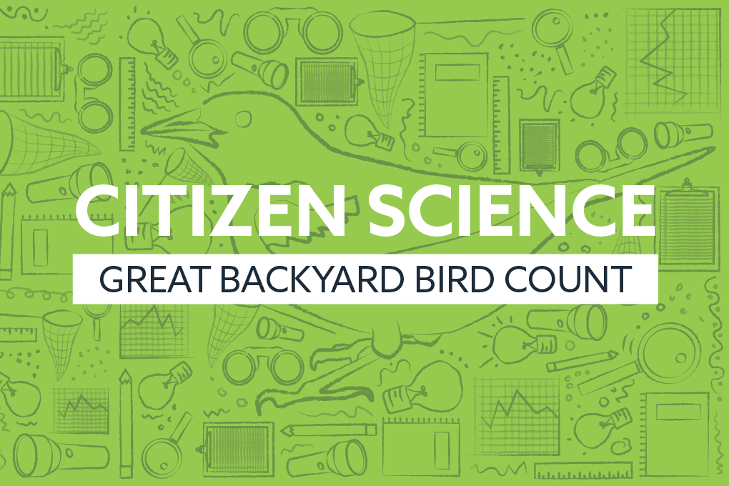 Great Backyard Bird Count | The Maryland Zoo