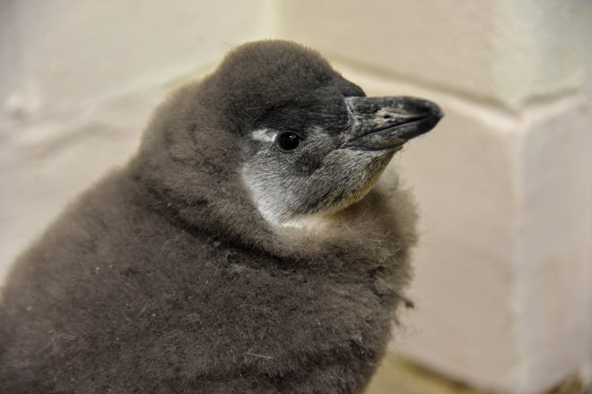 baby penguin