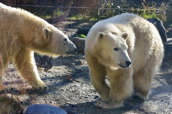 two polar bears