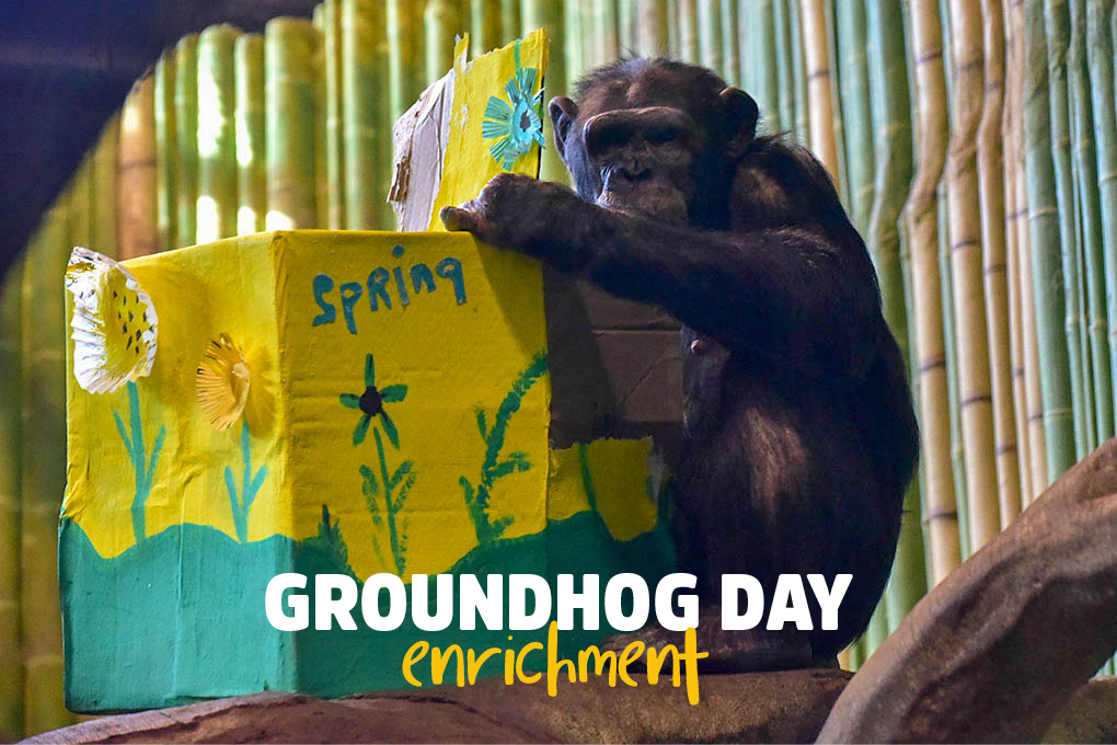 Virtual Field Trip - Groundhogs Day - digital version