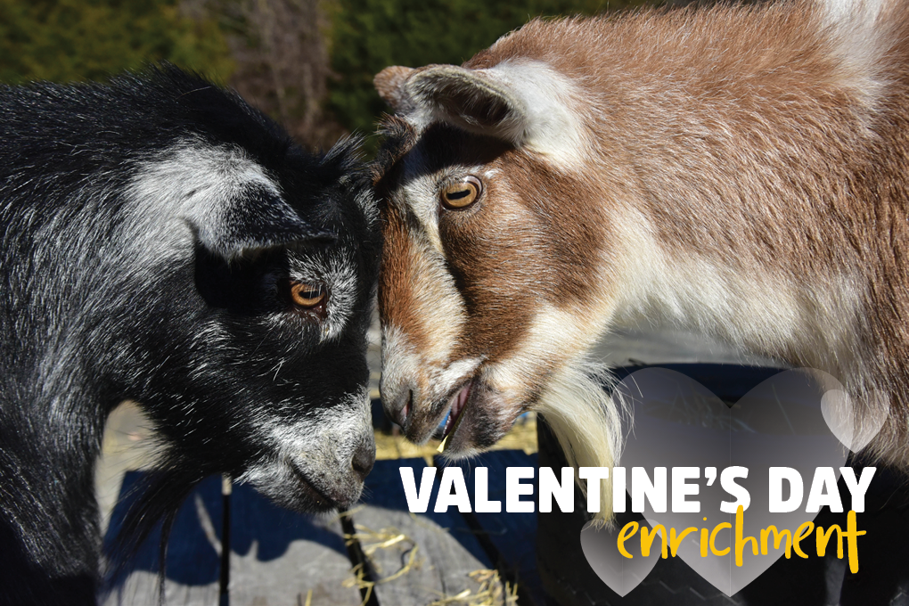 Valentine's Day Enrichment