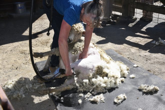woman sheering a sheep