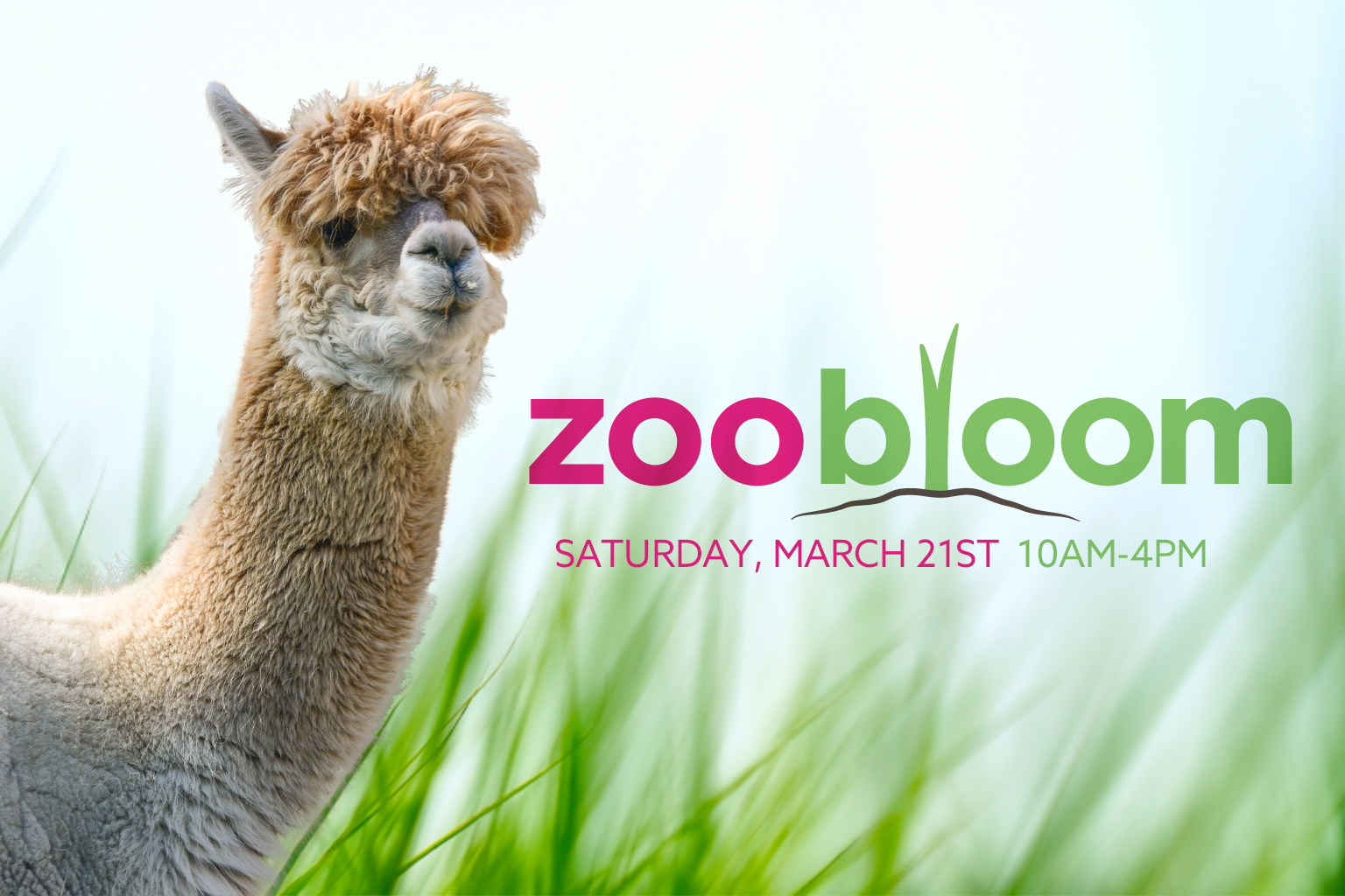 Zoo Bloom logo with alpaca.