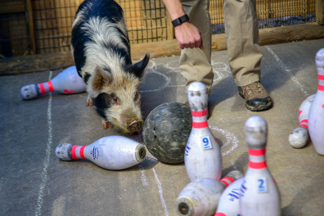 kunekune pig pushing bowling ball into pins.