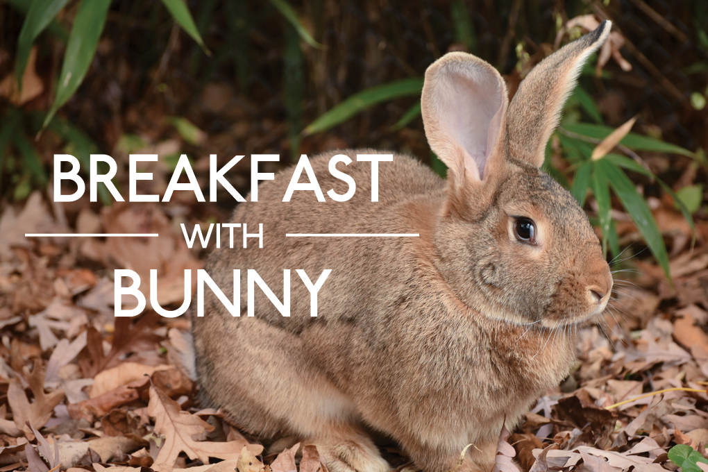 bunny