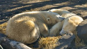 polar bears sleeping