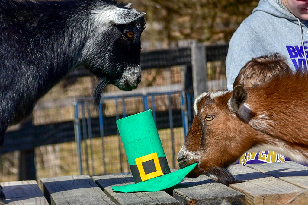 two goats interacting with st. patrick's day green hat enrichment.