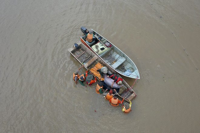 river dolphin on boat