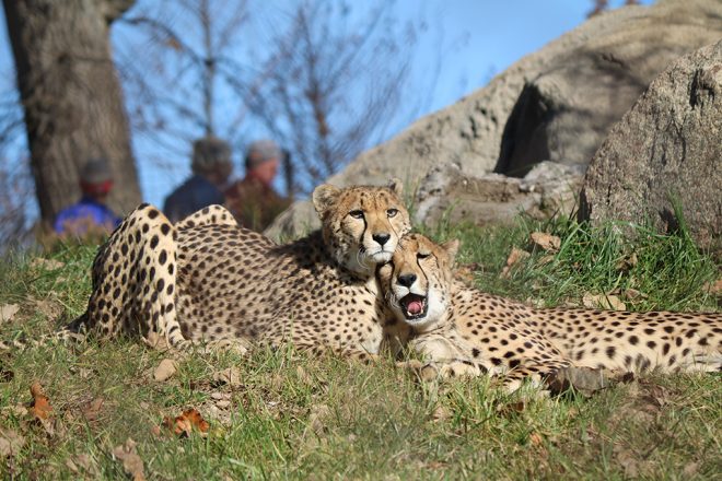 cheetahs laying together