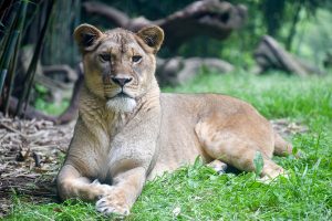 lion laying dow in exhibit