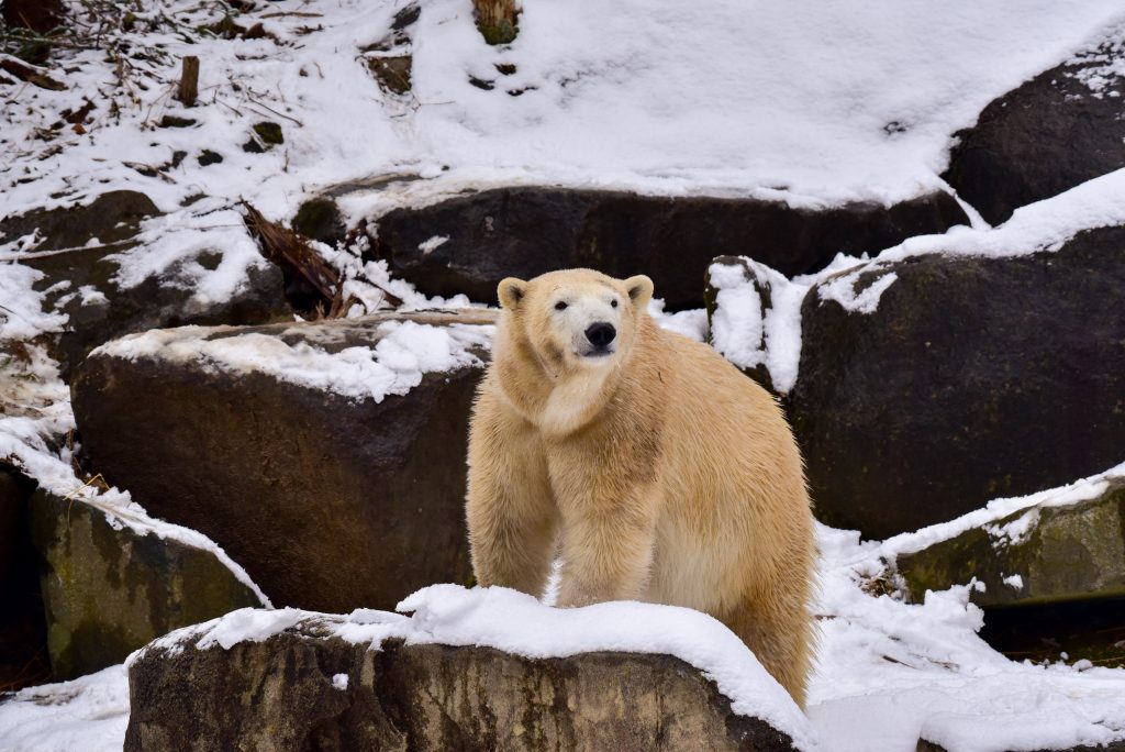 Fly Polar Bear Adopt Me