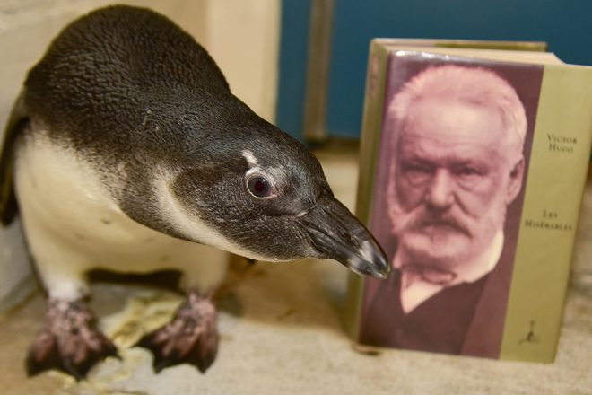 penguin with books