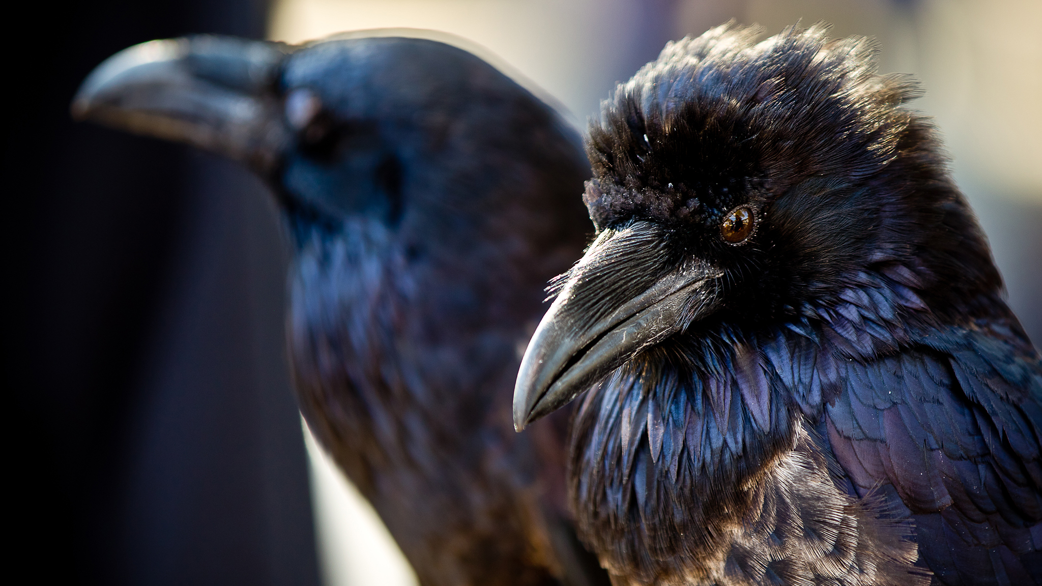 two ravens