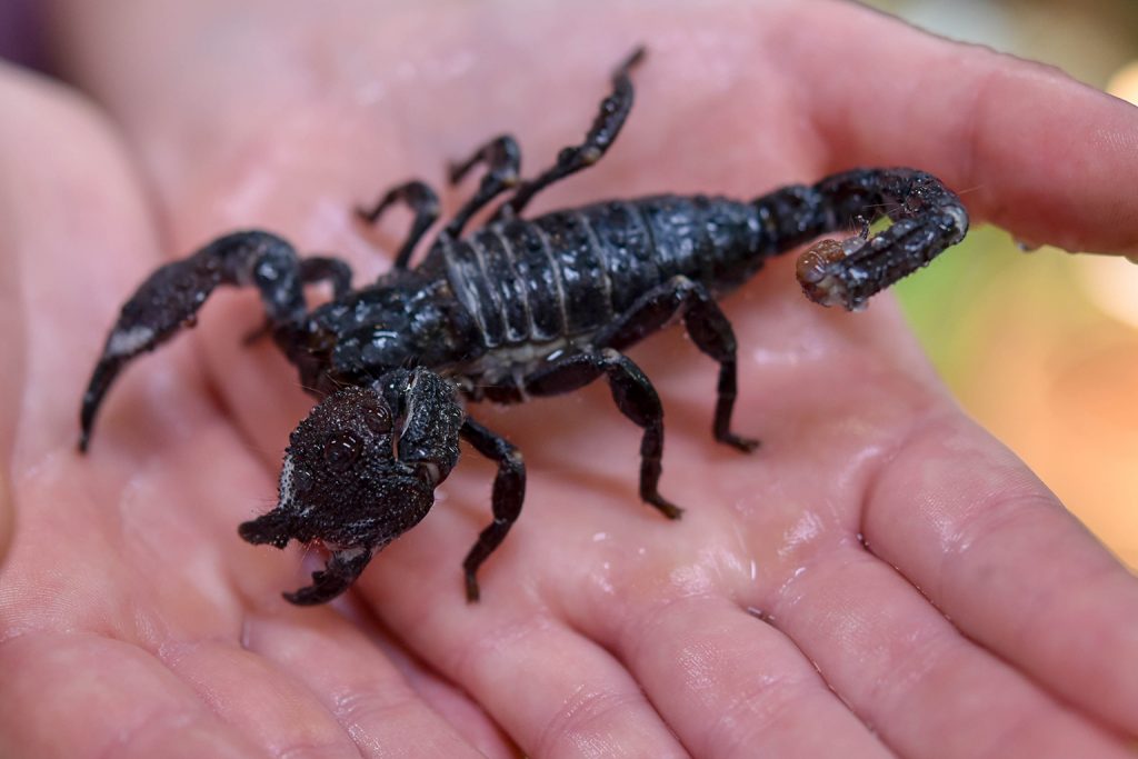 scorpion being held background