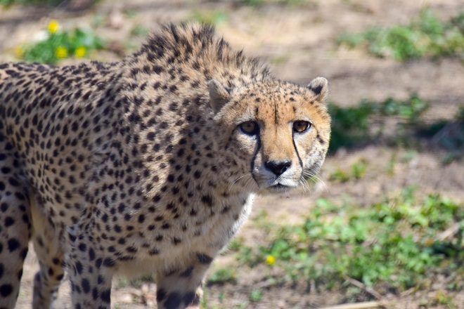 New Cheetahs Debut at the Maryland Zoo | The Maryland Zoo