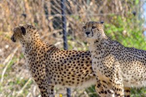 two cheetahs