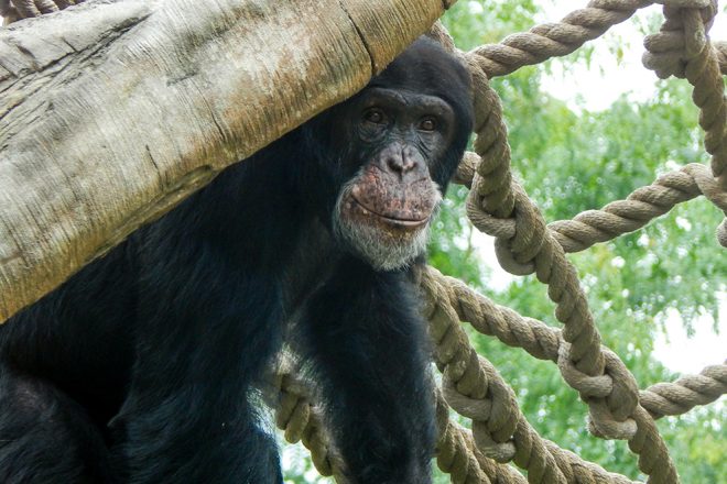 chimp near ropes