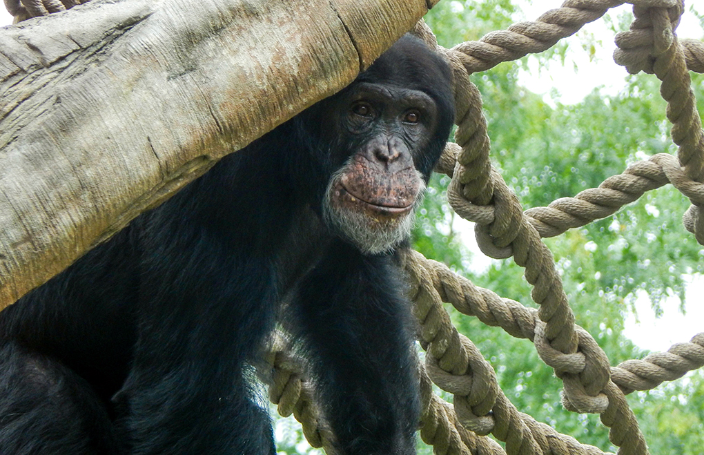 chimp near ropes