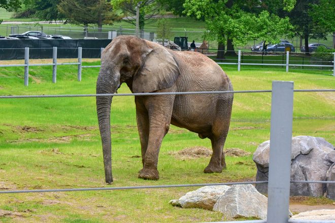 elephant in the yard