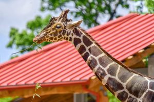 giraffe eating leaves