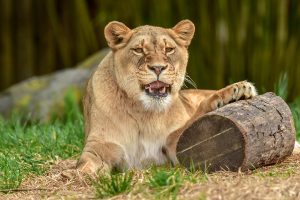 Lion laying down