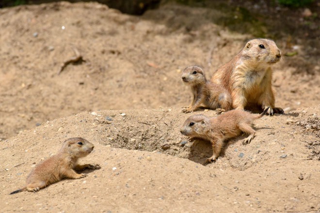 Prairie Dog with Pups