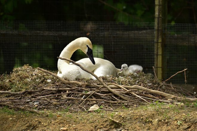 swan with baby in nest
