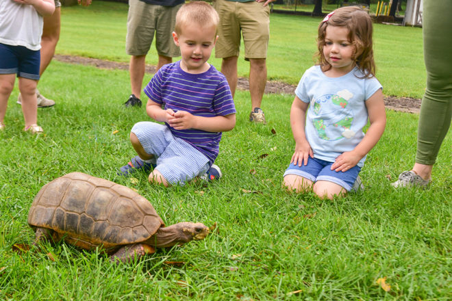 children looking at tortoise
