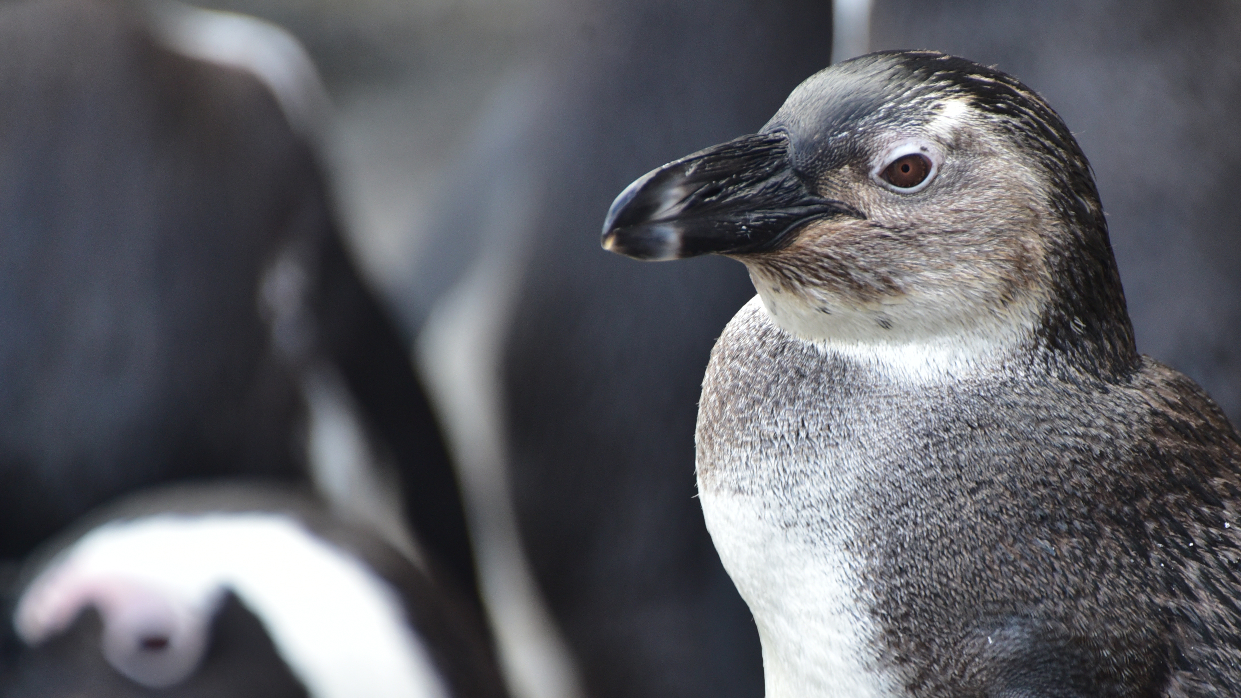 African penguin